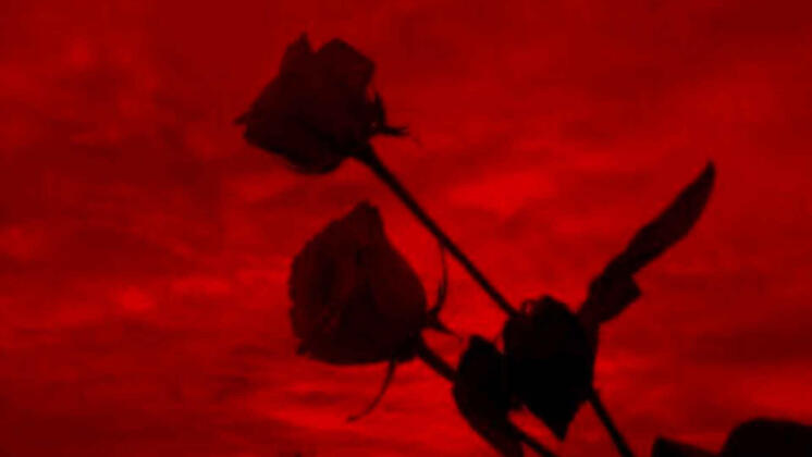 fistsandrose's about. get to know us